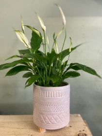peace lily in ceramic pot