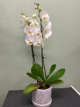 white Phalaenopsis Orchid in a decorative pot