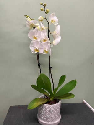 Phalaenopsis Orchid plant in a decorative pot