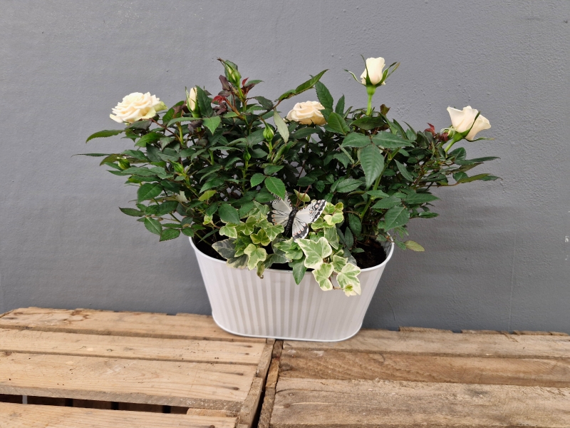 Cream rose tin planter with cocoa dusted truffles
