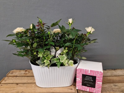 Cream rose tin planter with cocoa dusted truffles