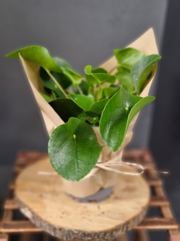 Chinese Money plant