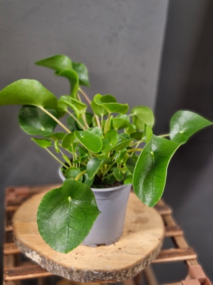Chinese Money plant