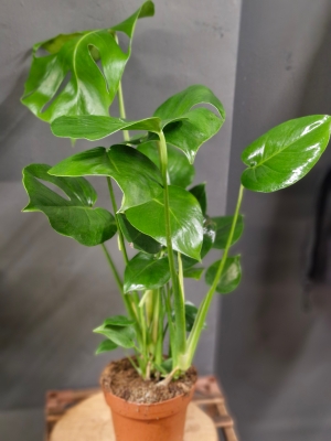 Monstera deliciosa plant