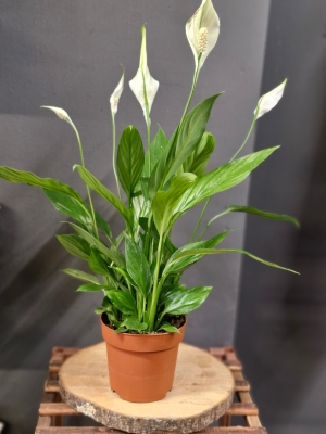 Peace lily plant