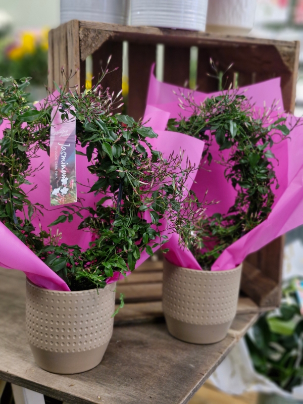 Pink scented jasmine in ceramic