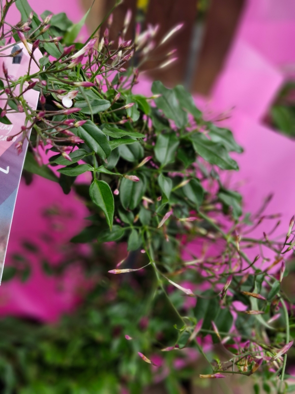 Pink scented jasmine in ceramic
