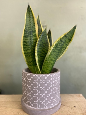 Sansevieria in ceramic pot