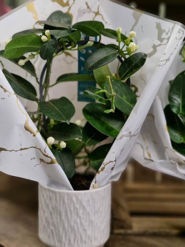 Stephenosis plant in ceramic