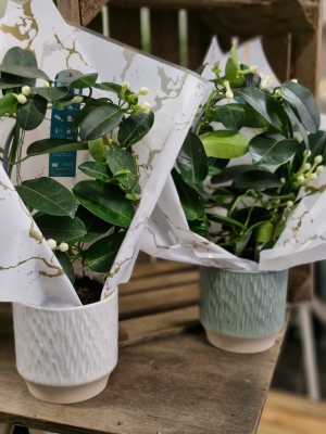 Stephenosis plant in ceramic