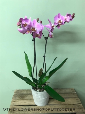 white Phalaenopsis Orchid in a decorative pot