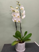 Phalaenopsis Orchid plant in a decorative pot