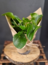 Chinese Money plant