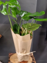 Monstera deliciosa plant