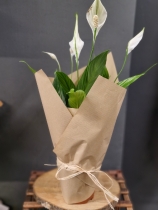 Peace lily plant