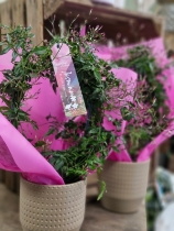 Pink scented jasmine in ceramic