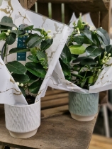 Stephenosis plant in ceramic